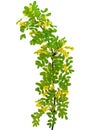 Yellow acacia (Caragana arborescens) branch