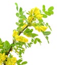 Yellow acacia (Caragana arborescens) branch Royalty Free Stock Photo