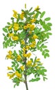 Yellow acacia Caragana arborescens Royalty Free Stock Photo
