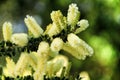 Yellow acacia dealbata in the garden