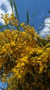 Yellow Acacia Dealbata silver wattle tree flowers Royalty Free Stock Photo