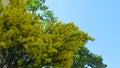 Yellow Acacia Flowers On Branches And Twigs In A Spring Garden Against Blue Sky.