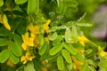 Yellow acacia flowers after rain on spring day. Royalty Free Stock Photo