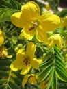 Yellow acacia