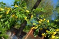 Yellow acacia. Medical plant Caragana arborescens peashrub with beautiful yellow flowers in the spring. Royalty Free Stock Photo