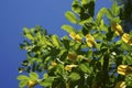 Yellow acacia. Medical plant Caragana arborescens peashrub with beautiful yellow flowers in the spring. Royalty Free Stock Photo