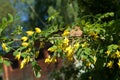 Yellow acacia. Medical plant Caragana arborescens peashrub with beautiful yellow flowers in the spring. Royalty Free Stock Photo