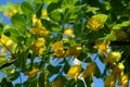 Yellow acacia. Medical plant Caragana arborescens peashrub with beautiful yellow flowers in the spring. Royalty Free Stock Photo