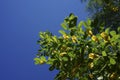 Yellow acacia. Medical plant Caragana arborescens peashrub with beautiful yellow flowers in the spring. Royalty Free Stock Photo