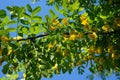 Yellow acacia. Medical plant Caragana arborescens peashrub with beautiful yellow flowers in the spring. Royalty Free Stock Photo