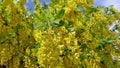 Yellow acacia. Medical plant Caragana arborescens peashrub with beautiful yellow flowers Royalty Free Stock Photo