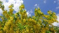 Yellow acacia. Medical plant Caragana arborescens peashrub with beautiful yellow flowers Royalty Free Stock Photo