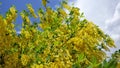 Yellow acacia. Medical plant Caragana arborescens peashrub with beautiful yellow flowers Royalty Free Stock Photo