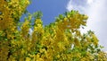 Yellow acacia. Medical plant Caragana arborescens peashrub with beautiful yellow flowers Royalty Free Stock Photo