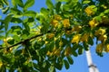 Yellow acacia. Medical plant Caragana arborescens peashrub with beautiful yellow flowers in the spring. Royalty Free Stock Photo
