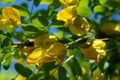 Yellow acacia. Medical plant Caragana arborescens peashrub with beautiful yellow flowers in the spring. Royalty Free Stock Photo