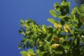 Yellow acacia. Medical plant Caragana arborescens peashrub with beautiful yellow flowers in the spring. Royalty Free Stock Photo