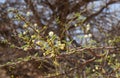 Yellow acacia mimosa blossom, purposely blurred, selective focus Royalty Free Stock Photo