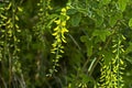 Yellow acacia tree or Caragana arborescens branch with green leaves and yellow bloom flower Royalty Free Stock Photo