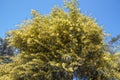 Yellow acacia. Tree. Royalty Free Stock Photo