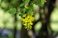 Yellow acacia tree, Siberian peashrub or Caragana arborescens branch with green leaves and yellow bloom flower, South park Royalty Free Stock Photo