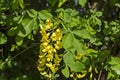 Yellow acacia tree, Siberian peashrub or Caragana arborescens branch with green leaves and yellow bloom flower Royalty Free Stock Photo