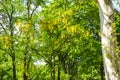 Yellow acacia trees in the city park in a beautiful sunny spring day