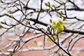 Yellow acacia under a snow