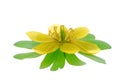 Yellow aconite Royalty Free Stock Photo