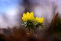 Yellow Aconite Royalty Free Stock Photo