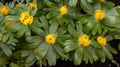 Yellow aconites in flower in February