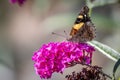 Yellow Admiral Butterfly Feeding on Royal Red Buddleia Flowers, Romsey, Victoria, Australia, February 2021