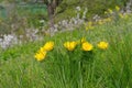 yellow Adonis vernalis wildflowers in spring