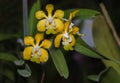 Yellow Aerides orchid flower on nature Royalty Free Stock Photo