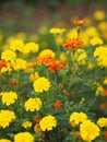 Yellow African marigold Beautiful Marigold Flowers blooming in garden nature background, orange color flower Royalty Free Stock Photo