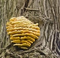 Yellow agaric on a tree