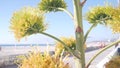Yellow agave flower bloom, people walking by ocean beach, California coast USA. Royalty Free Stock Photo