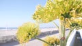 Yellow agave flower bloom, people walking by ocean beach, California coast USA. Royalty Free Stock Photo