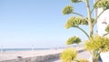 Yellow agave flower bloom, people walking by ocean beach, California coast USA. Royalty Free Stock Photo