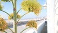 Yellow agave flower bloom, people walking by ocean beach, California coast USA. Royalty Free Stock Photo