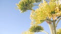 Yellow agave flower bloom, people walking by ocean beach, California coast USA. Royalty Free Stock Photo