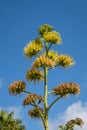 Yellow Agave Flower Dying Off with New Growth Royalty Free Stock Photo