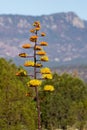 Yellow Agave flower plant in the garden Royalty Free Stock Photo