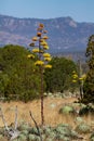 Yellow Agave flower plant in the garden Royalty Free Stock Photo