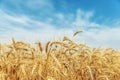 Yellow agriculture field with ripe wheat and blue sky with clouds over it Royalty Free Stock Photo