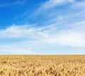 Yellow agriculture field with ripe wheat and blue sky with clouds over it. Ukraine agriculture field Royalty Free Stock Photo