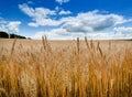 Yellow agriculture field with ripe wheat and blue sky with clouds over it. Field of Ukraine Royalty Free Stock Photo