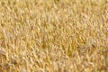 Yellow agriculture field with ripe wheat. Cereal plant growing in countryside farm during harvest season. Scenic