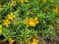 The Yellow Alamanda flower blooming at summer