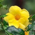 Yellow Alamanda flower with water drops after rain